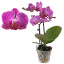 Bild 1 von Schmetterlingsorchidee 'Lisa' 2 Rispen pink, 7 cm Topf