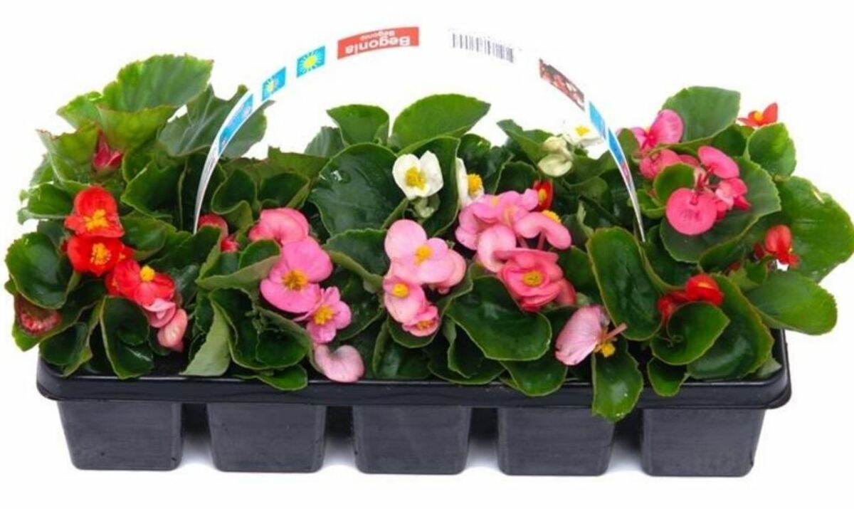 Bild 1 von Begonie
, 
10er Tray, 10 cm hoch