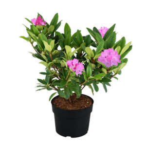 Rhododendron hybride, pink