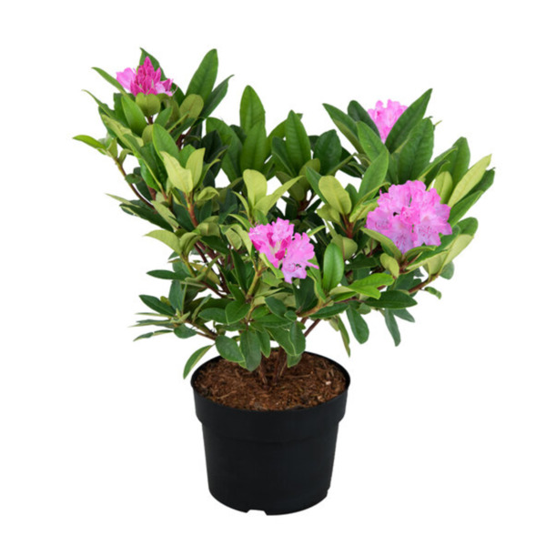 Bild 1 von Rhododendron hybride, pink