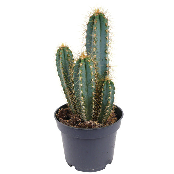 Bild 1 von toom Kaktus 12 cm Topf