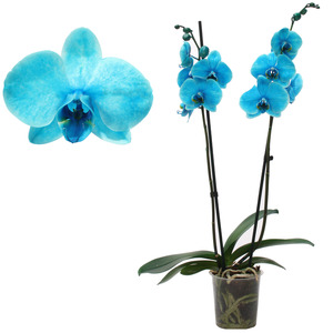 toom Schmetterlingsorchidee 'Royal Ocean Blue' 2 Rispen blau 12 cm Topf