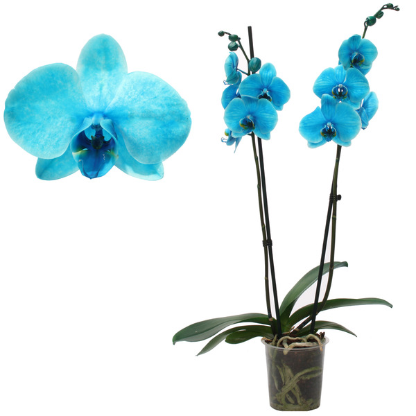Bild 1 von toom Schmetterlingsorchidee 'Royal Ocean Blue' 2 Rispen blau 12 cm Topf