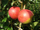 Bild 2 von Apfelbäume 'Alte Sorten' 3er Set: je 1 Pflanze Dülmener Rosenapfel, Roter Boskoop und Weißer Klarapfel, 5 Liter Topf, ca. 100 cm