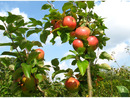 Bild 3 von Apfelbaum »Alkmene« und »James Grieve«, 2 Sorten, süß-säuerlich, 300 - 400 cm Wuchshöhe