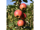 Bild 2 von Apfelbaum »Alkmene« und »James Grieve«, 2 Sorten, süß-säuerlich, 300 - 400 cm Wuchshöhe