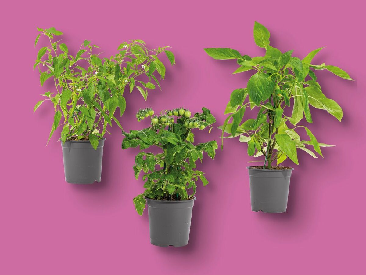 Bild 1 von Balkongemüse, 
         Topf