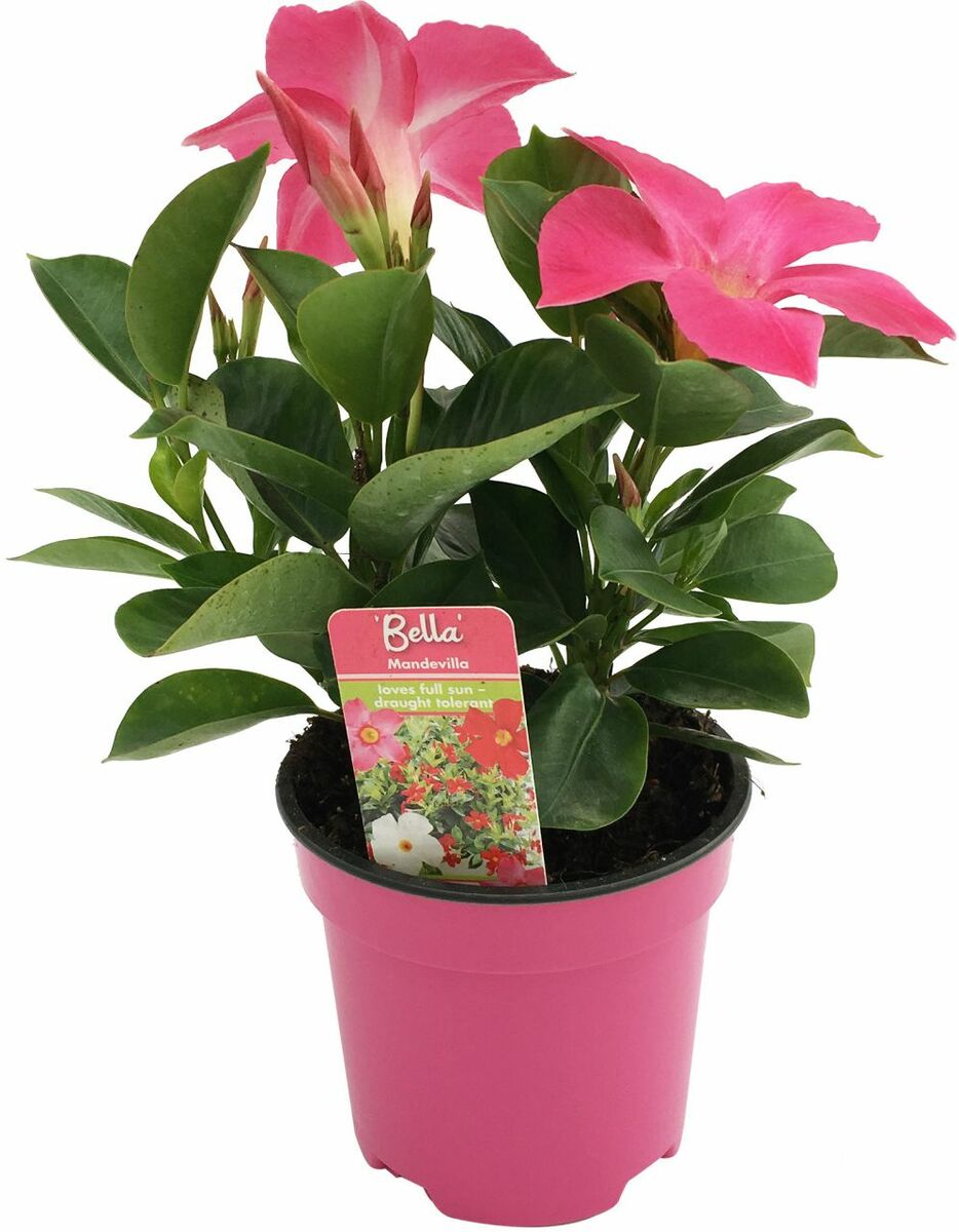 Bild 1 von Dipladenie
, 
10,5 cm Topf