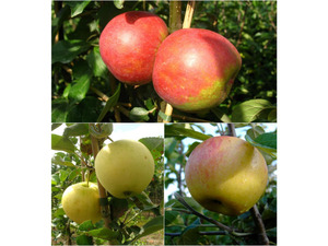 Apfelbäume 'Alte Sorten' 3er Set: je 1 Pflanze Dülmener Rosenapfel, Roter Boskoop und Weißer Klarapfel, 5 Liter Topf, ca. 100 cm