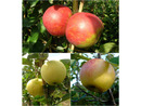 Bild 1 von Apfelbäume 'Alte Sorten' 3er Set: je 1 Pflanze Dülmener Rosenapfel, Roter Boskoop und Weißer Klarapfel, 5 Liter Topf, ca. 100 cm