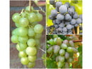 Bild 1 von Weintrauben »Suffolk Red«, »Venus« und »Lakemont«, 3 Pflanzen, kernlos, pilzfest
