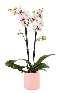 Phalaenopsis 2-Trieber 12 cm Topf