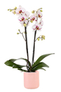 Bild 1 von Phalaenopsis 2-Trieber 12 cm Topf