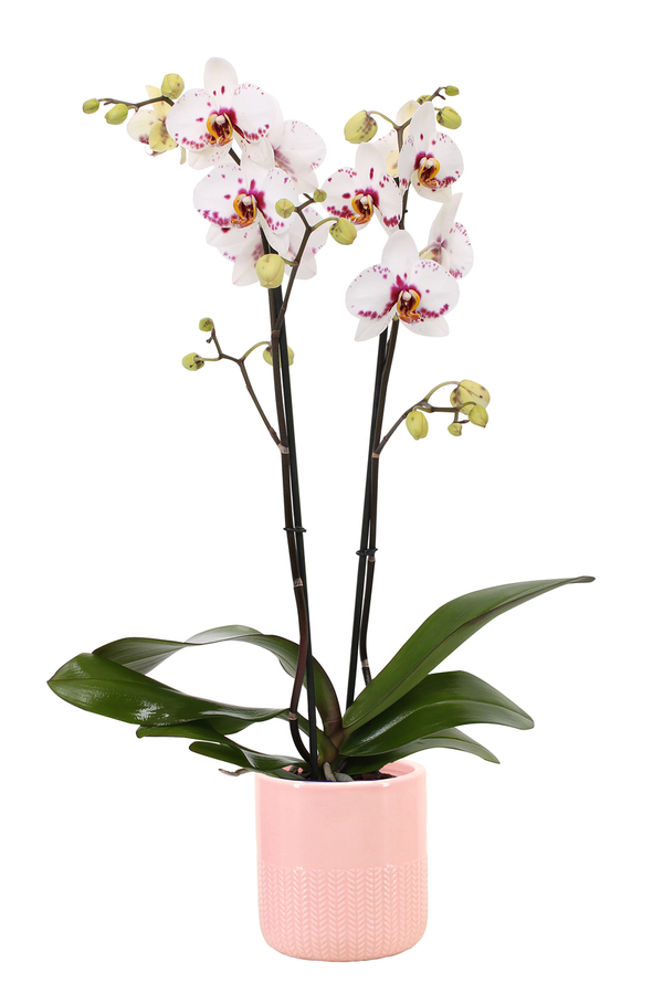 Bild 1 von Phalaenopsis 2-Trieber 12 cm Topf