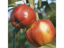 Bild 2 von Apfelbaum-Klassiker im 2er Set: 'Rote Sternrenette' + 'Finkenwerder Herbstprinz'