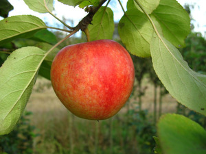 Apfel Cox Orange, Buschbaum im 5 Liter Topf, bis ca. 100 cm