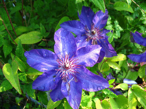Clematis The President®