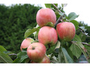 Bild 2 von Apfel »Gravensteiner« und »Jonagold«, 2 Pflanzen, Buschbaum, 300 - 400 cm Wuchshöhe