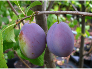 Hauszwetsche, Obstbaum, Prunus domestica, winterhart, selbstfruchtend, bis 4,5 m Wuchshöhe