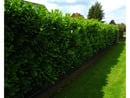 Bild 3 von Kirschlorbeerhecke Novita®, 5 Pflanzen für 2-3 Meter Hecke