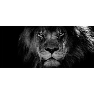 Keilrahmen Löwe schwarz/weiß 200 x 90