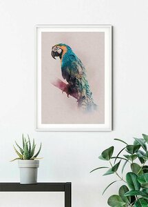 Komar Poster »Animals Paradise Parrot«, Tiere, Höhe: 50cm