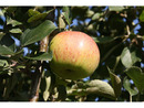Bild 3 von Apfel »Gravensteiner« und »Jonagold«, 2 Pflanzen, Buschbaum, 300 - 400 cm Wuchshöhe