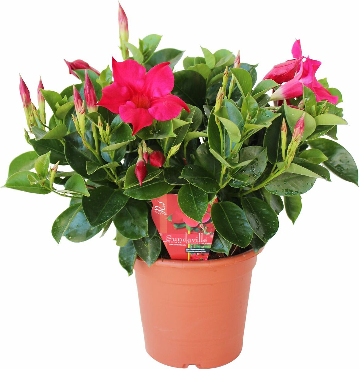 Bild 1 von Dipladenia Sundevil. Busch 14 cm Topf