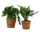 Bild 1 von 2 Schinner-Zimmerpflanzen »Monstera Minima« und »Aglaonema Jubilee« – jeweils im Topf