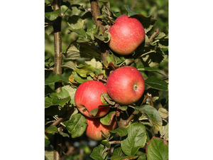 Apfel 'Alkmene', Spindel, langsam und schlank wachsend