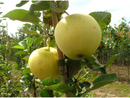 Bild 3 von Apfelbäume 'Alte Sorten' 3er Set: je 1 Pflanze Dülmener Rosenapfel, Roter Boskoop und Weißer Klarapfel, 5 Liter Topf, ca. 100 cm