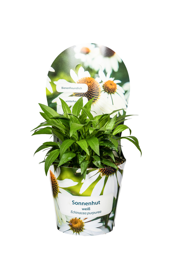 Bild 1 von Sonnenhut Echinacea purpurea 19 cm Topf