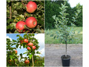 Bild 1 von Apfelbaum »Alkmene« und »James Grieve«, 2 Sorten, süß-säuerlich, 300 - 400 cm Wuchshöhe