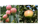 Bild 1 von Apfel »Gravensteiner« und »Jonagold«, 2 Pflanzen, Buschbaum, 300 - 400 cm Wuchshöhe
