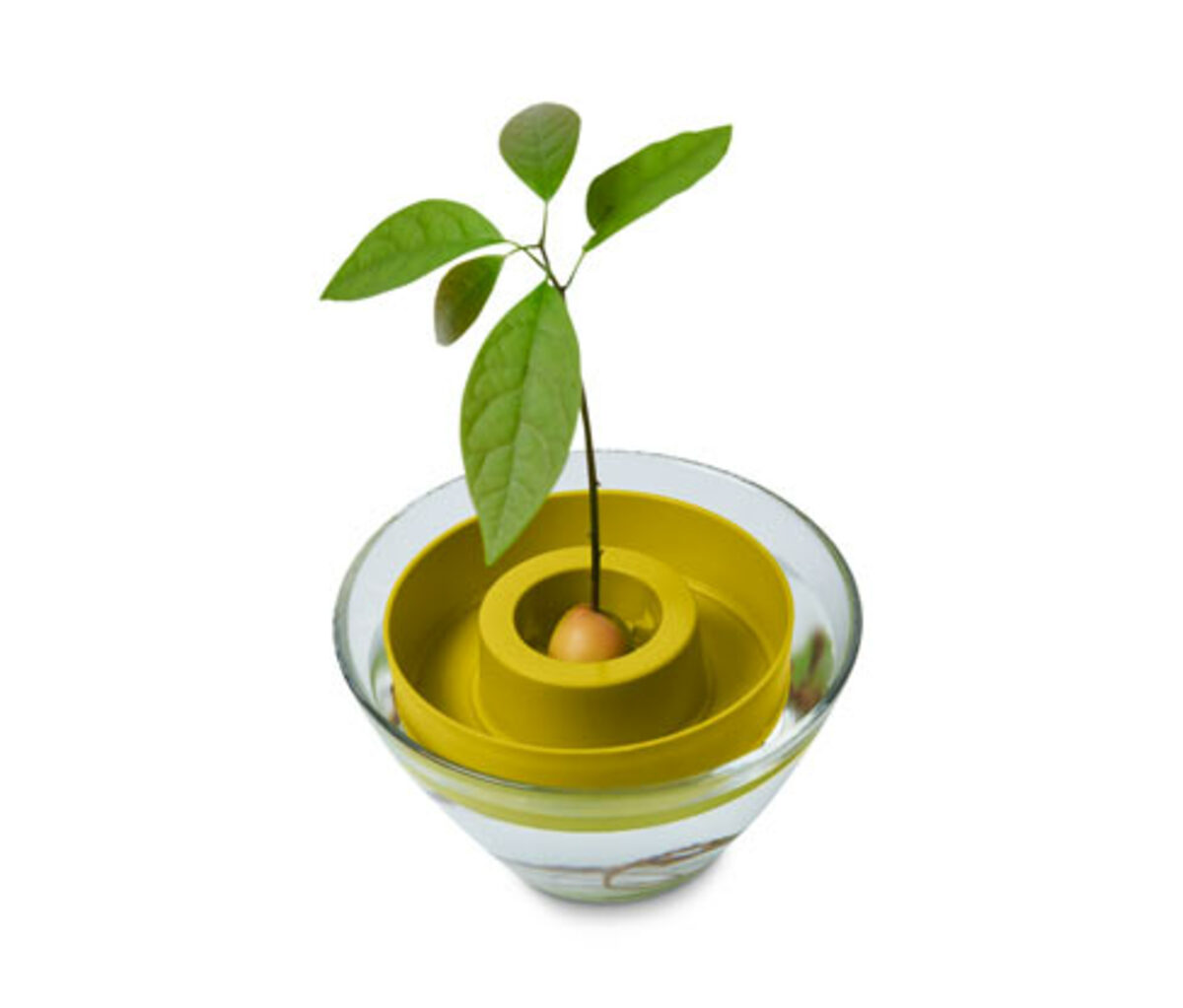 Bild 1 von Avocado-Keimschale