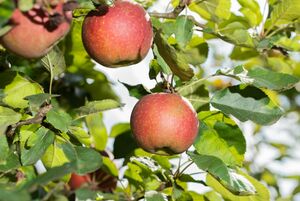 Bio Obstbaum Äpfel in Sorten 23 cm Topf, 80 - 120cm* hoch