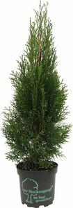 Lebensbaum Smaragd 40-60 cm