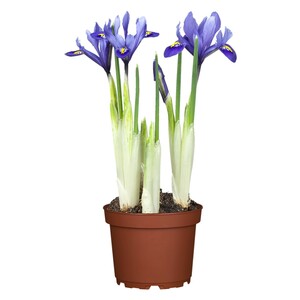 Schwertlilie Blau Topf-Ø ca. 11 cm Iris