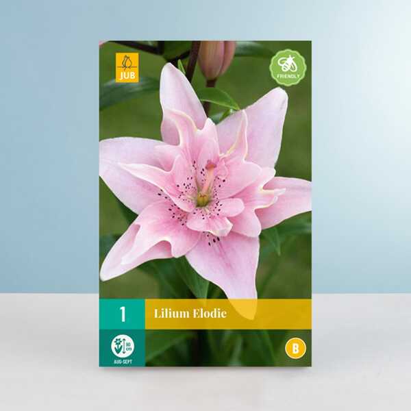 Bild 1 von Asiatische Lilie 'Elodie' gefüllt - Knolle