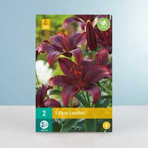 Asiatische Lilie 'Landini' - 2 Knollen