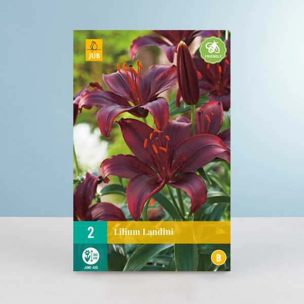 Bild 1 von Asiatische Lilie 'Landini' - 2 Knollen