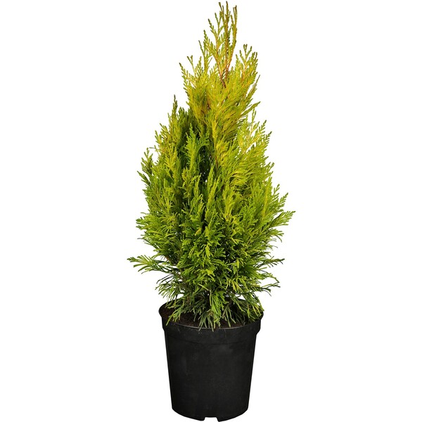 Bild 1 von OBI Gelber Riesen-Lebensbaum "4ever Goldy" Höhe ca. 20 - 30cm Topf ca. 2 l Thuja