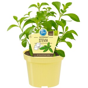 Bio-Süßkraut Topf-Ø ca. 12 cm Stevia