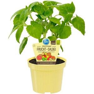 Blu Bio-Frucht-Salbei Topf-Ø ca. 12 cm Salvia
