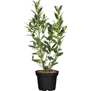 Kirschlorbeer "Green Torch" Höhe ca. 60 - 80 cm Topf ca. 7,5 l Prunus