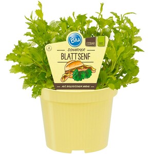 Blu Bio-Blattsenf Topf-Ø ca. 12 cm Brassica