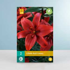 Asiatische Lilie 'Red County' - 2 Knollen