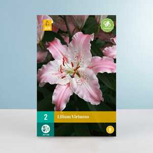 Orientalische Lilie 'Virtuoso' - 2 Knollen