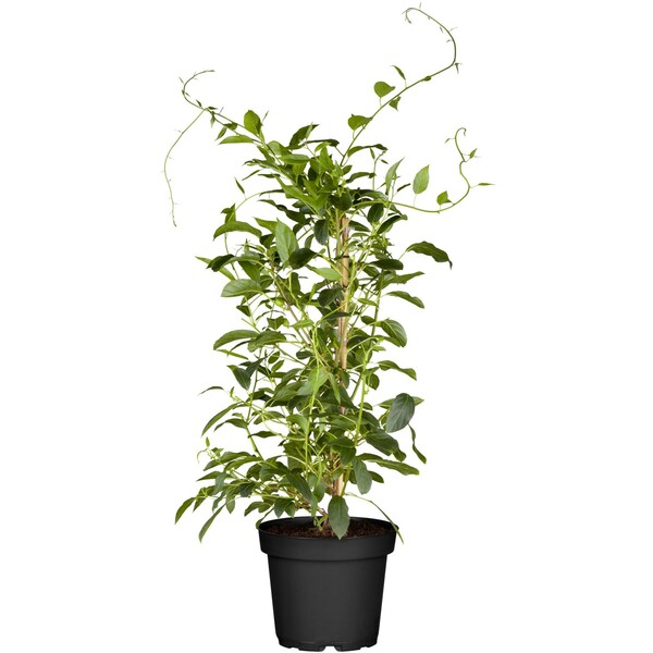 Bild 1 von OBI Kiwi "Issai" selbstfruchtend Höhe ca. 20 - 30 cm Topf ca. 2 l Actinidia