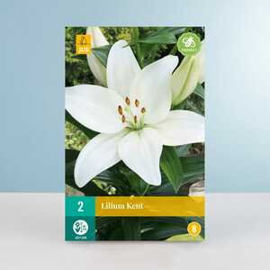 Asiatische Lilie 'Kent' - 2 Knollen